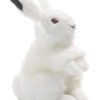 Toys >  Soft Toys